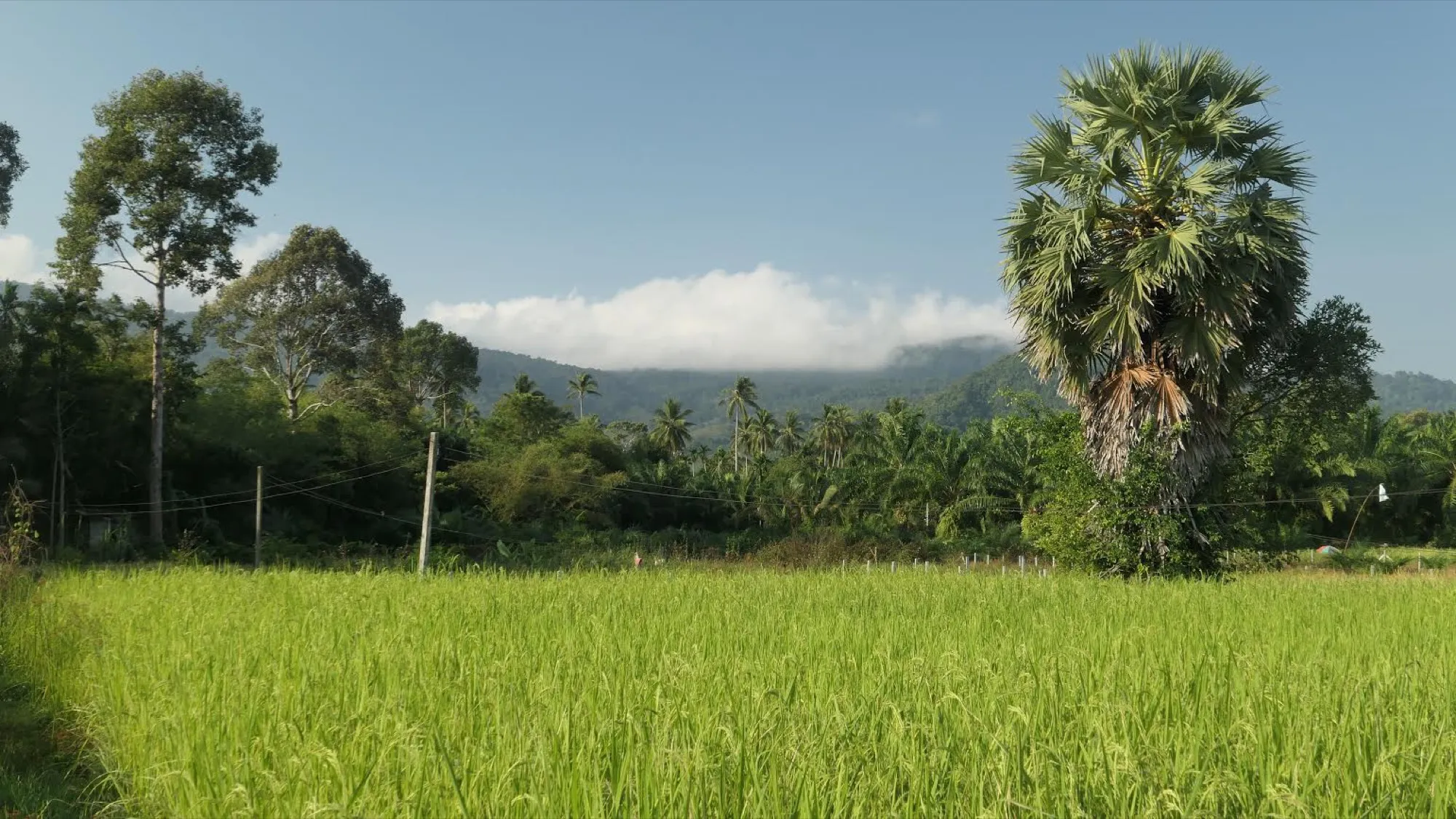 The quiet coast road out of Khanom, running past a rice field