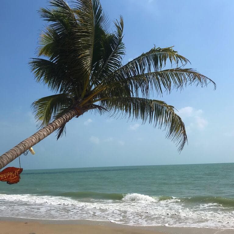 Beach with palm trees